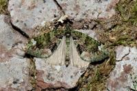 Chloroclysta siterata
