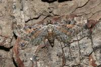 Eupithecia icterata