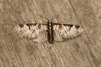 Eupithecia insigniata