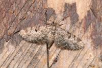 Eupithecia tantillaria
