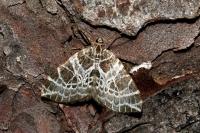 Eustroma reticulata