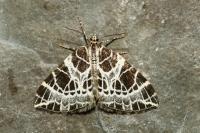 Eustroma reticulata