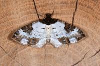 Melanthia procellata
