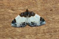 Mesoleuca albicillata