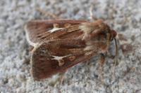 Cerapteryx graminis