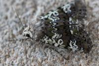 Crypsedra gemmea