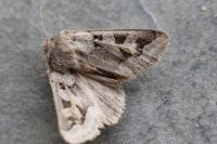 Episema glaucina