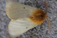 Lemonia taraxaci