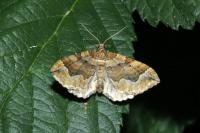 Pelurga comitata