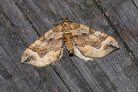 Pelurga comitata