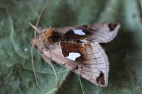Autographa aemula