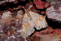 Pennithera firmata firmata