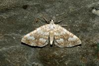 Perizoma flavofasciata