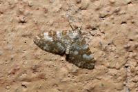 Perizoma flavofasciata