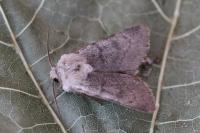 Agrotis simplonia