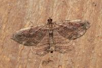 Philereme transversata