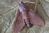 Hyles vespertilio