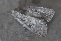 Dichagyris nigrescens