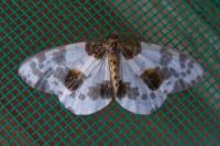 Abraxas sylvata