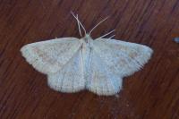 Aplasta ononaria