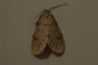 Paidia rica