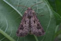 Agrotis bigramma
