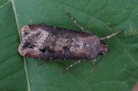 Agrotis ipsilon