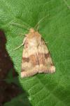 Heliothis viriplaca