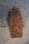 Noctua interjecta