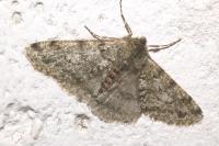Phigalia pilosaria