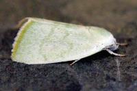 Earias vernana