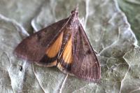 Uresiphita gilvata