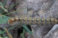 Lasiocampa quercus quercus