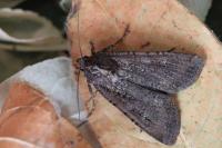 Peridroma saucia