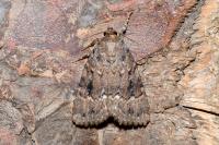 Amphipyra pyramidea