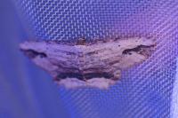 Menophra abruptaria
