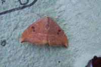 Watsonalla binaria