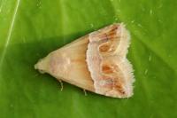 Eublemma parva