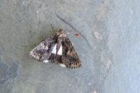 Aedia leucomelas