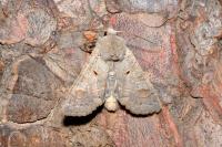 Ammoconia caecimacula