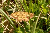 Ematurga atomaria