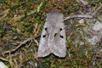 Orthosia gothica