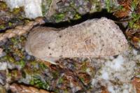 Orthosia cruda