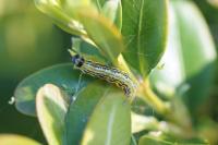 Cydalima perspectalis