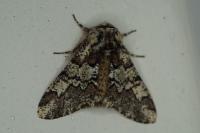 Biston strataria