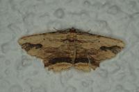 Menophra abruptaria