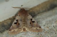Orthosia gothica