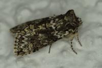 Polyploca ridens