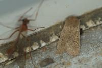 Orthosia cruda