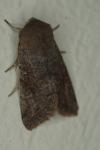 Orthosia incerta